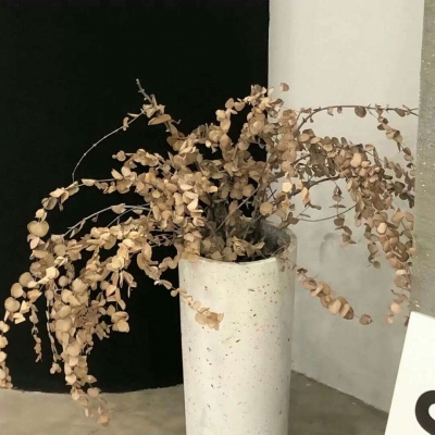 Furry数字绘画入门指南福瑞群